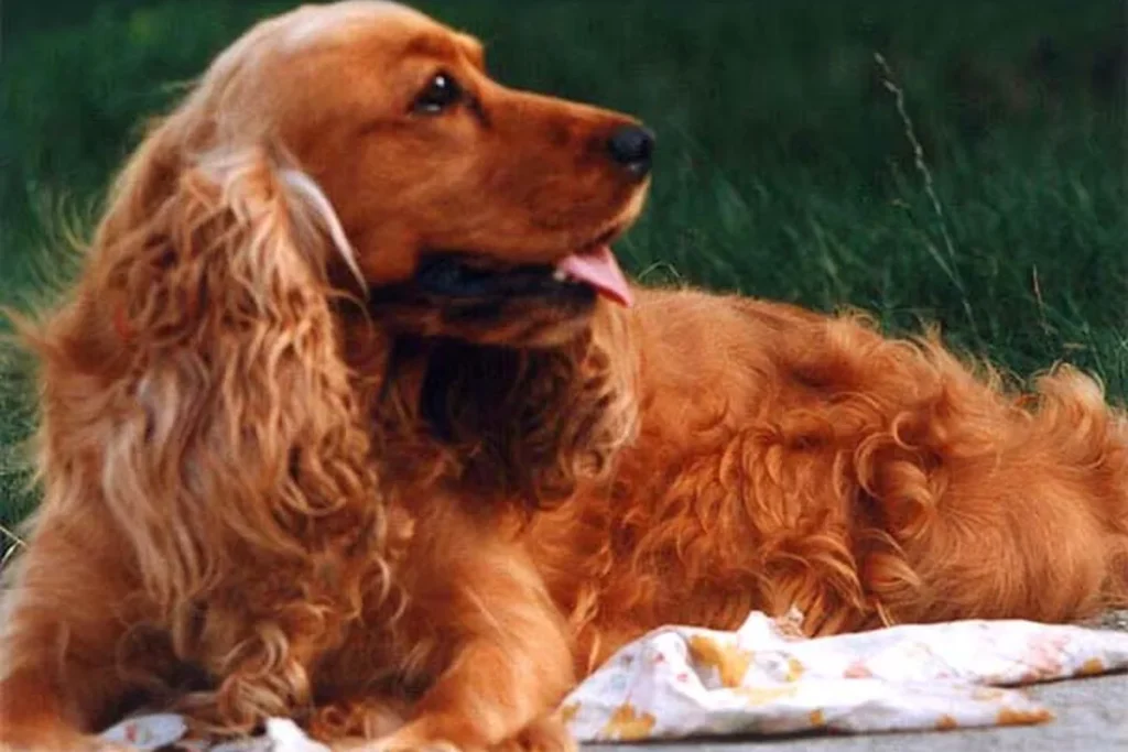ENGLISH COCKER SPANIEL - FCI Group 8