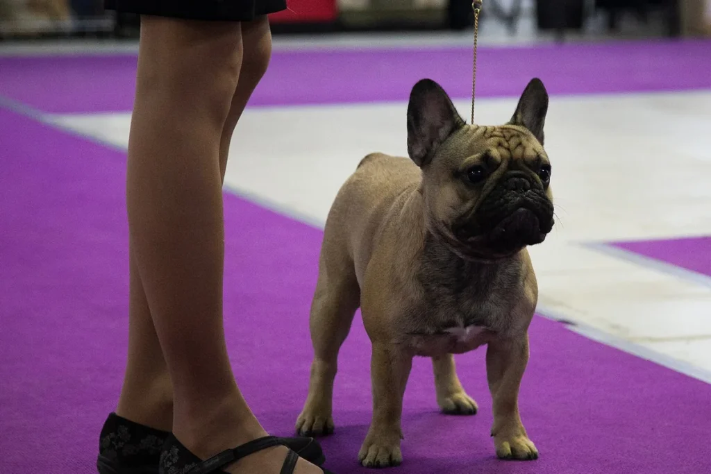 FRENCH BULLDOG - FCI Group 9