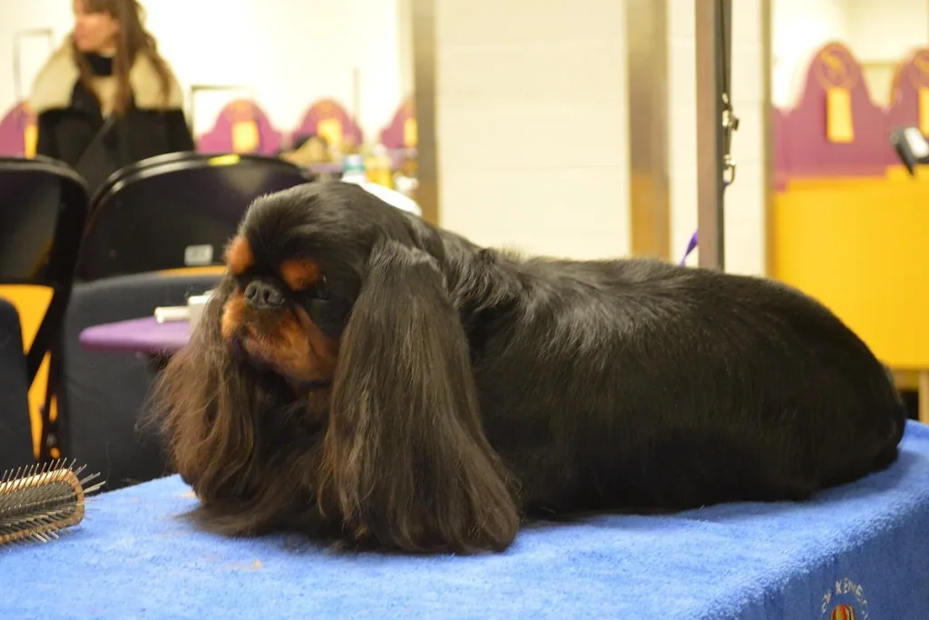 KING CHARLES SPANIEL - FCI Group 9