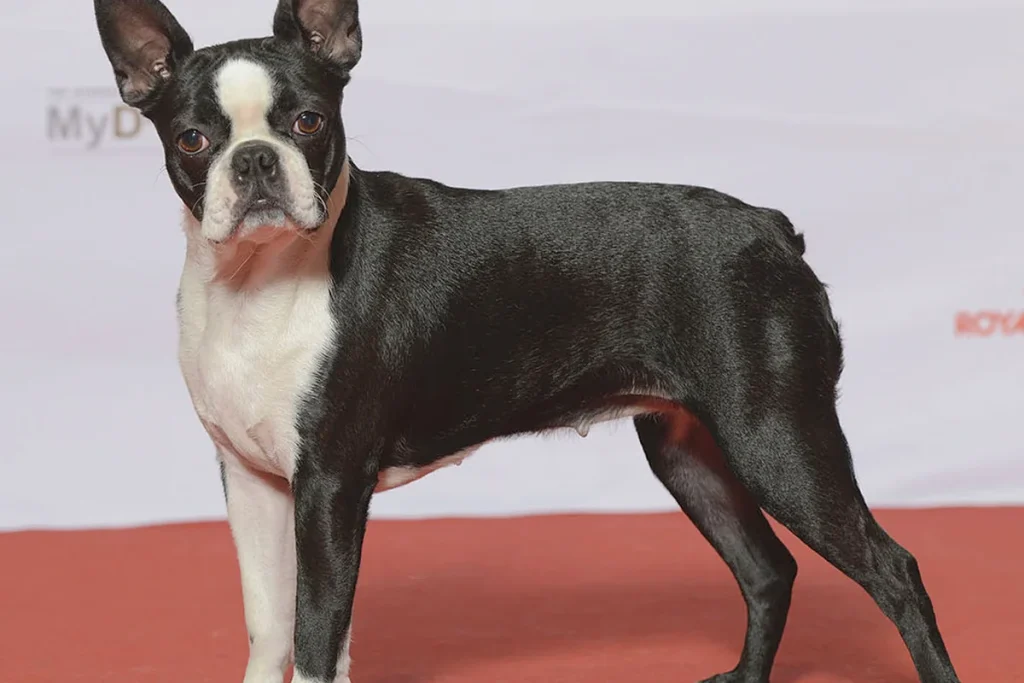 BOSTON TERRIER - FCI Group 9