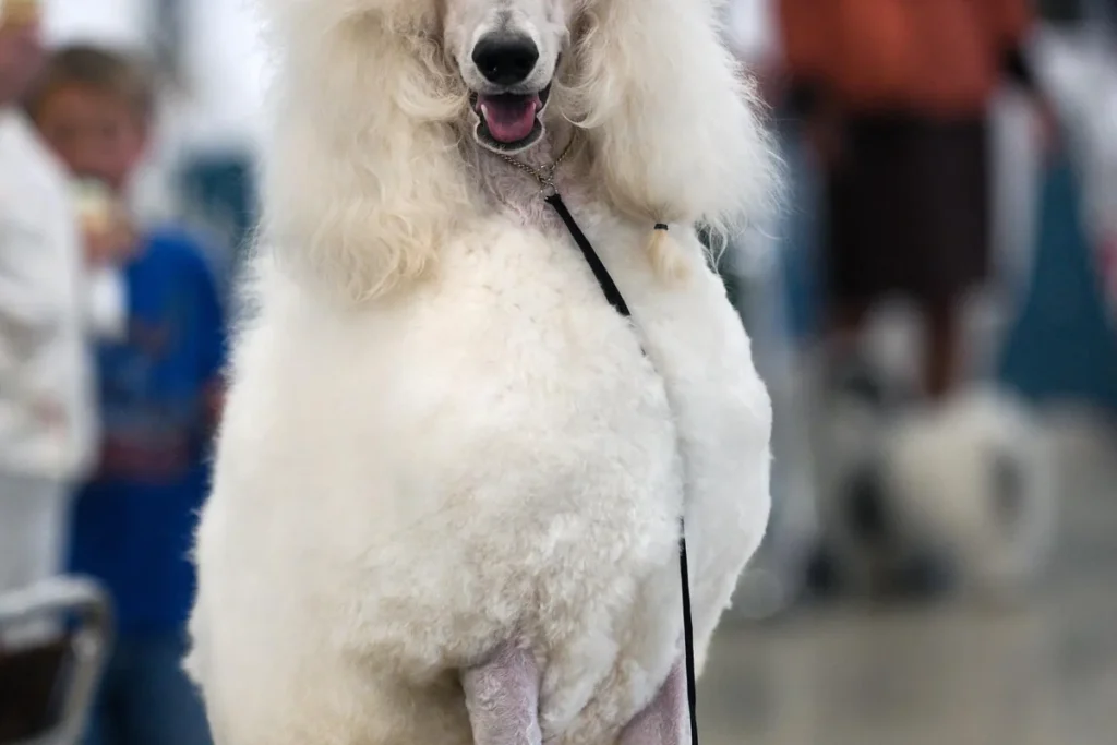 POODLE - FCI Group 9