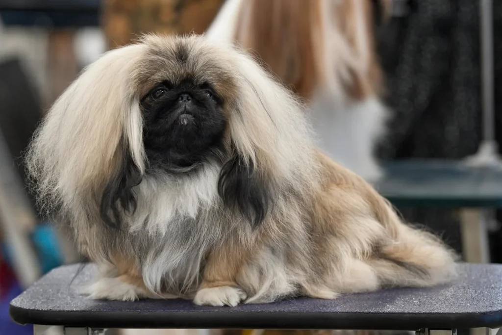 PEKINGESE - FCI Group 9