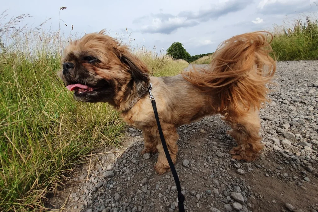 SHIH TZU - FCI Group 9