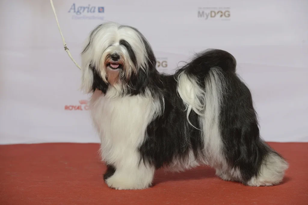 TIBETAN TERRIER - FCI Group 9
