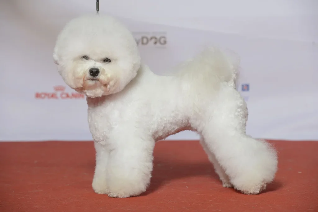 BICHON FRISE - FCI Group 9