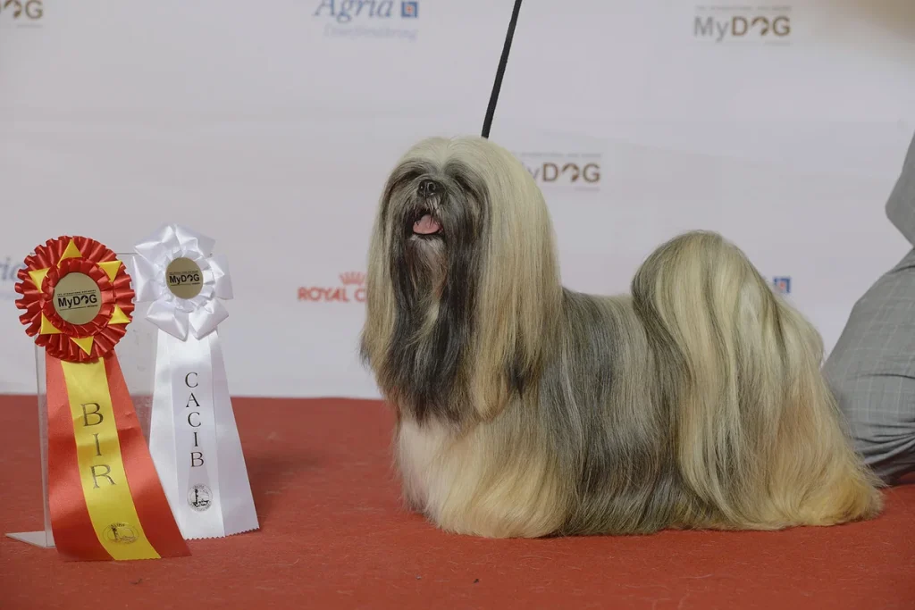 LHASA APSO - FCI Group 9