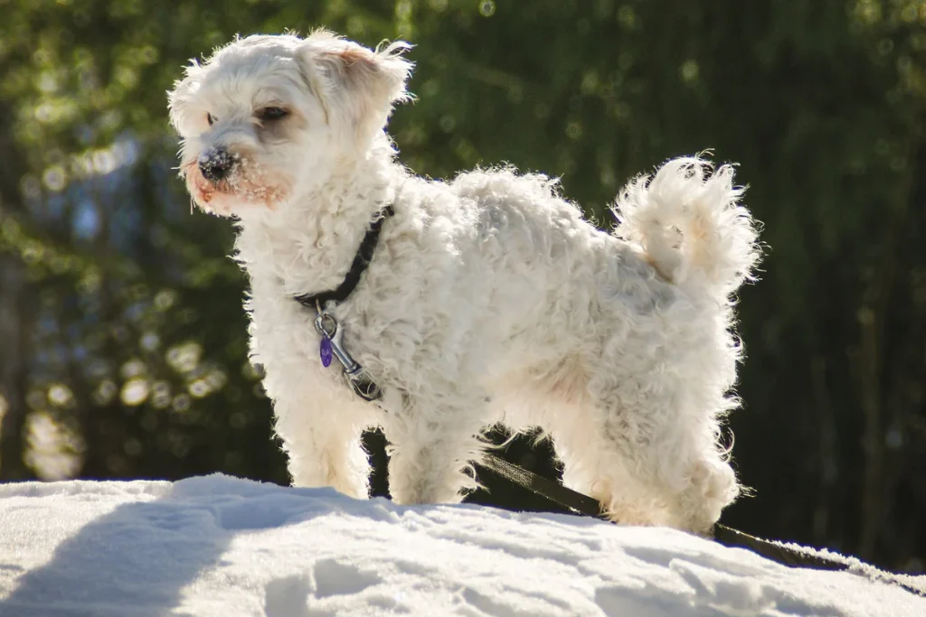 HAVANESE - FCI Group 9