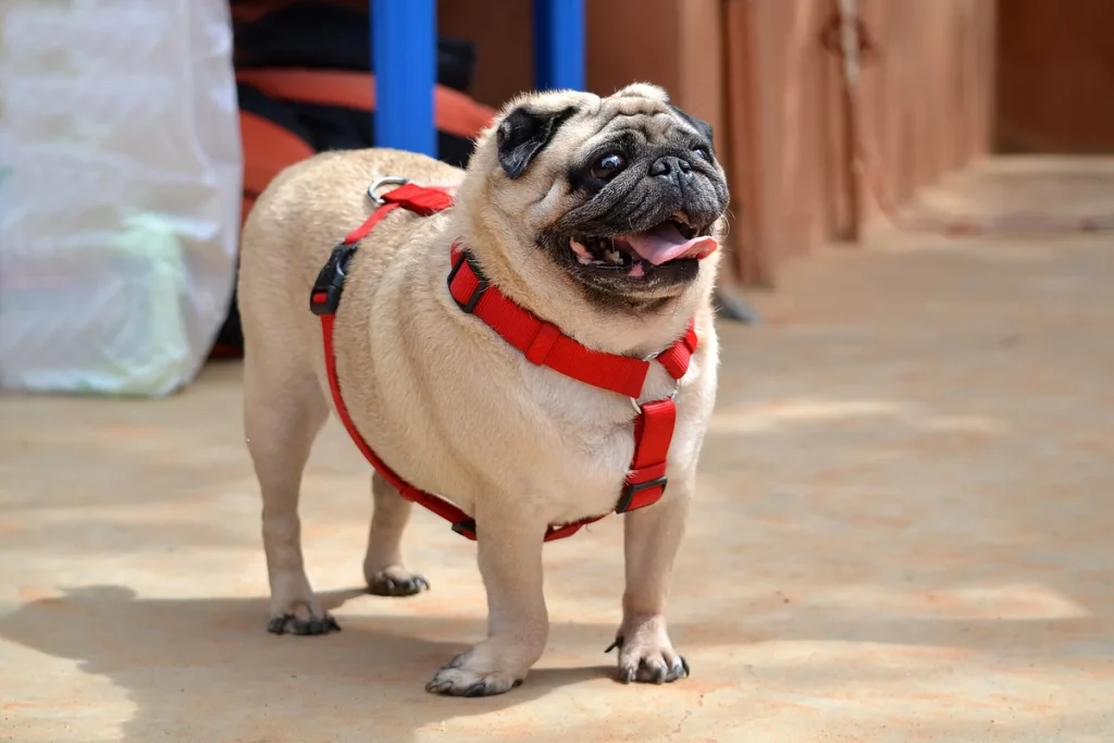 PUG - FCI Group 9