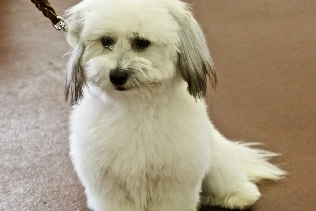 COTON DE TULEAR - FCI Group 9