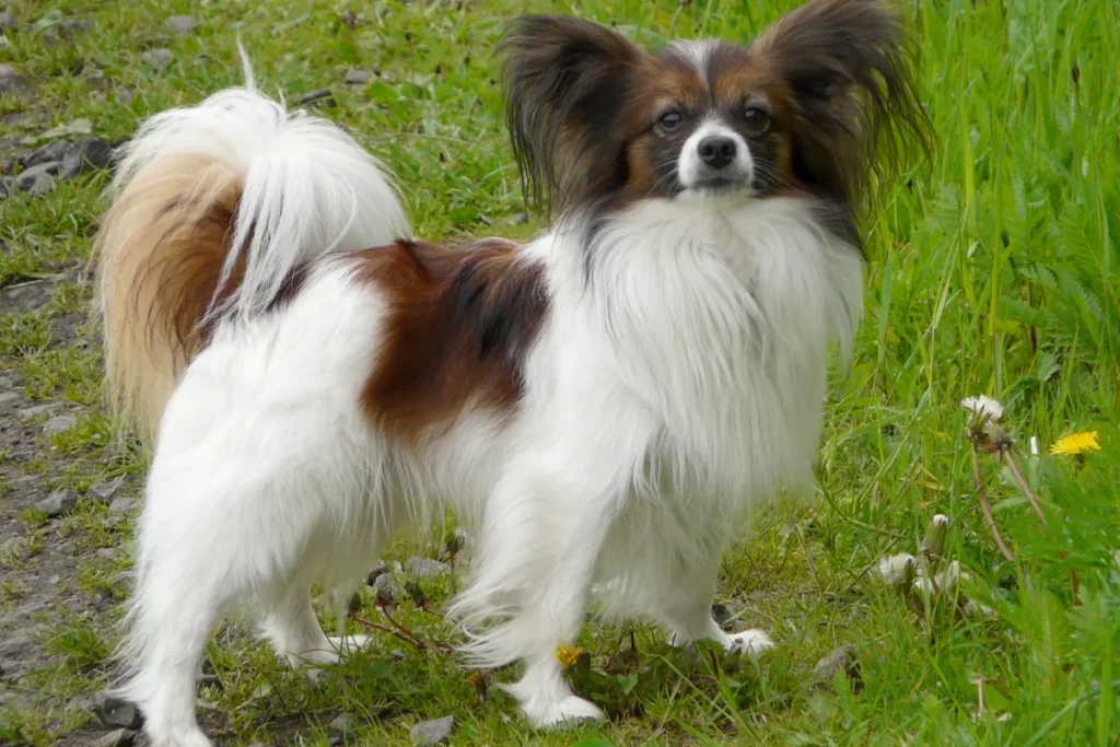 CONTINENTAL TOY SPANIEL - FCI Group 9