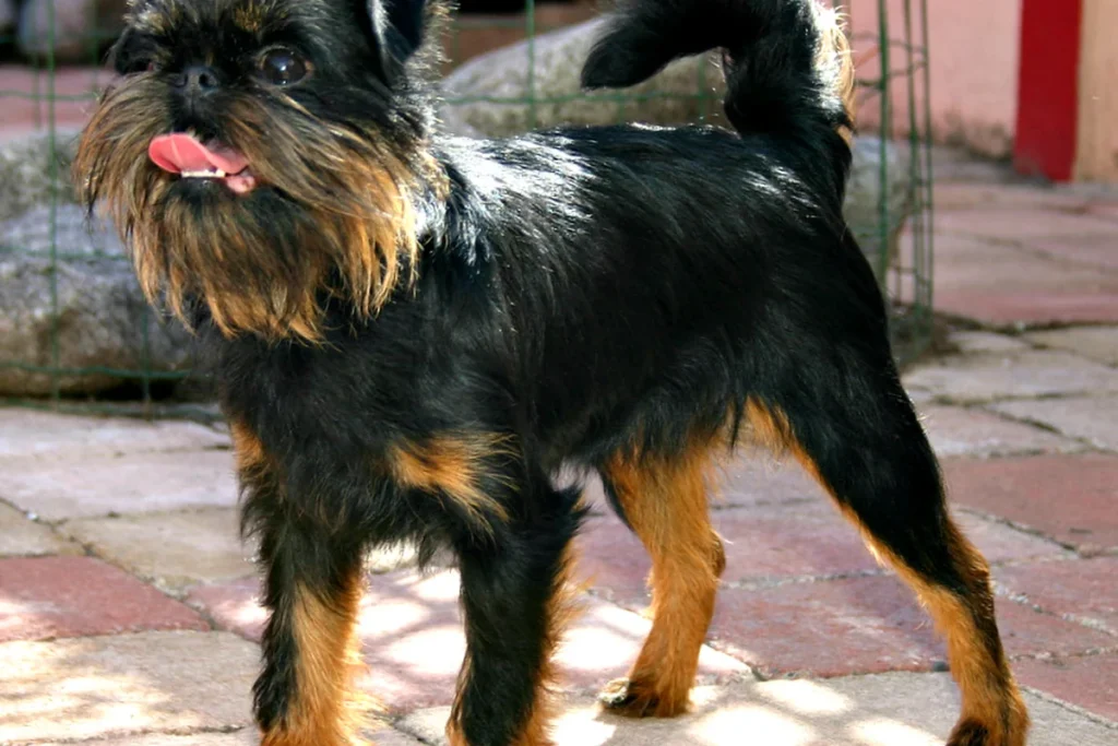 GRIFFON BELGE - FCI Group 9