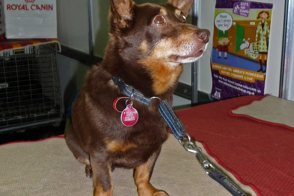 LANCASHIRE HEELER