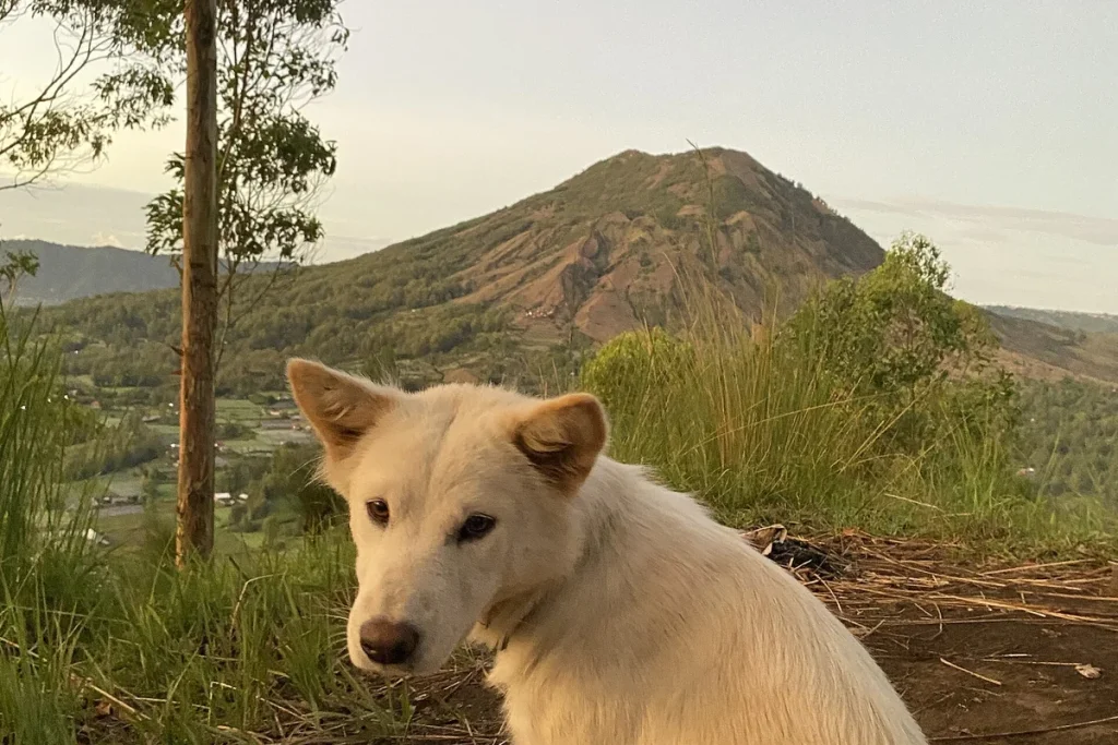 KINTAMANI-BALI DOG