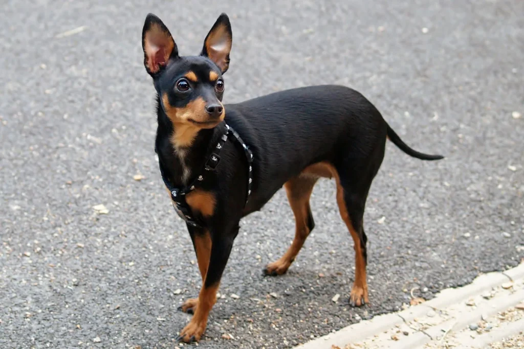 PRAGUE RATTER