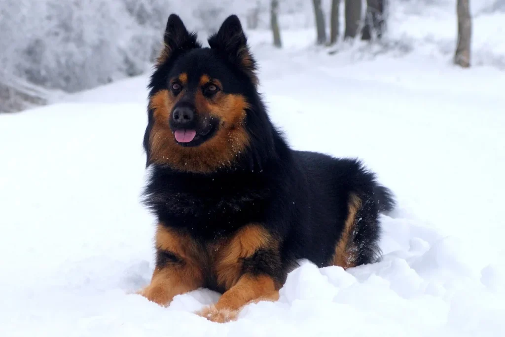 BOHEMIAN SHEPHERD DOG