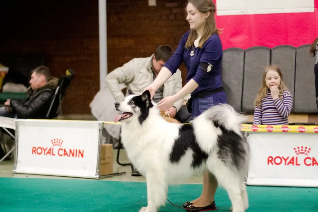 YAKUTIAN LAIKA