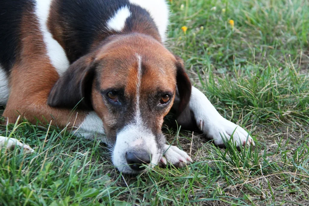 ESTONIAN HOUND