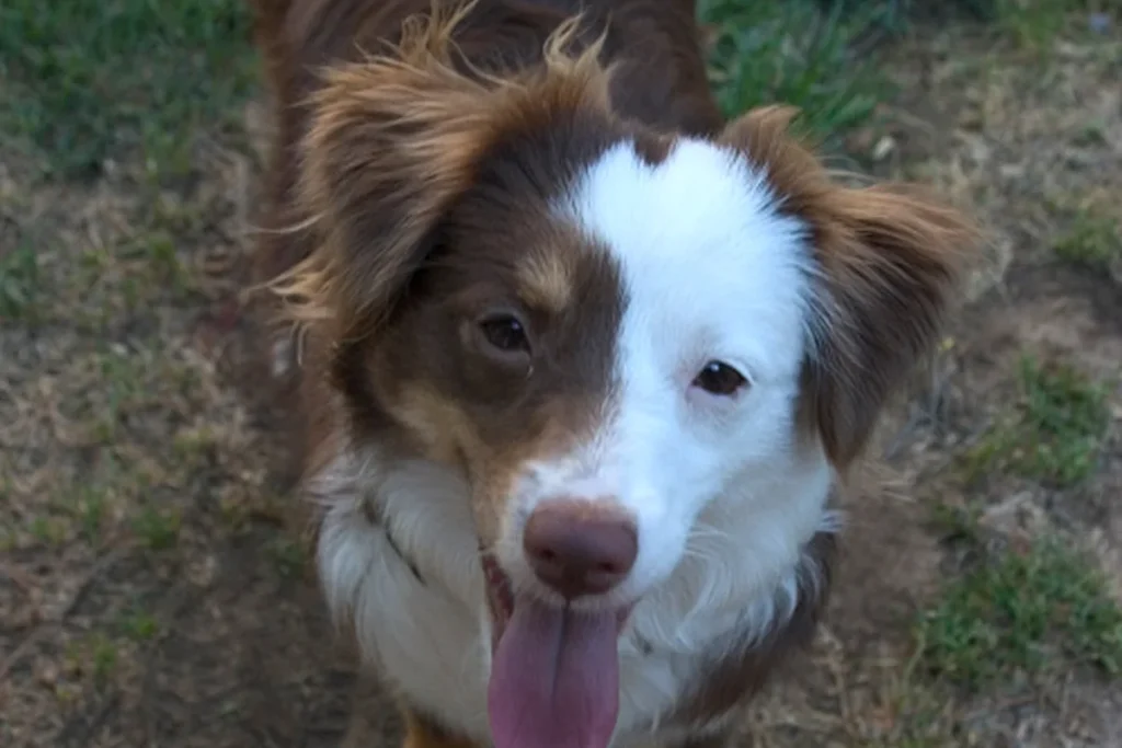 MINIATURE AMERICAN SHEPHERD
