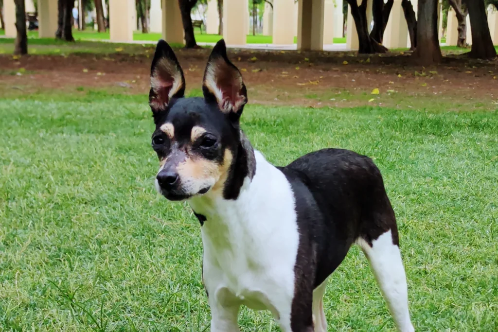 VALENCIAN TERRIER