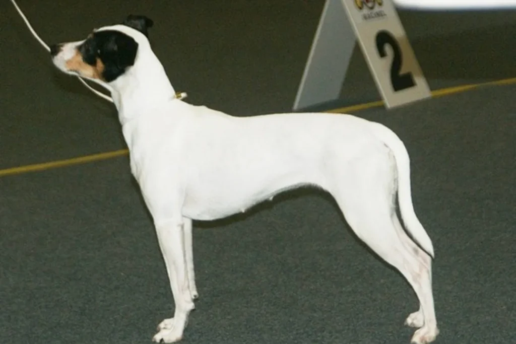ANDALUSIAN TERRIER, SHERRY TERRIER