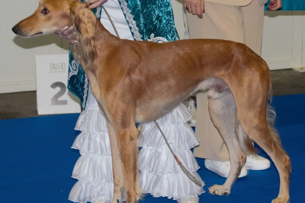 KAZAKH TAZY