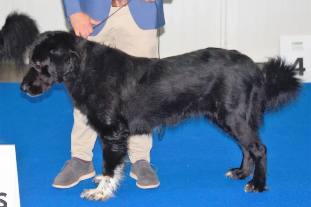 ROMANIAN RAVEN SHEPHERD DOG