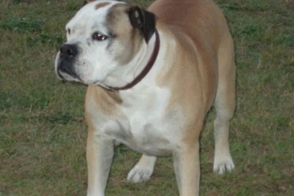 BRAZILIAN CAMPEIRO BULLDOG