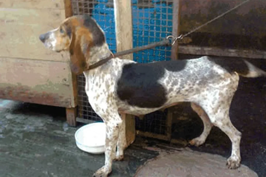 COLOMBIAN FINO HOUND
