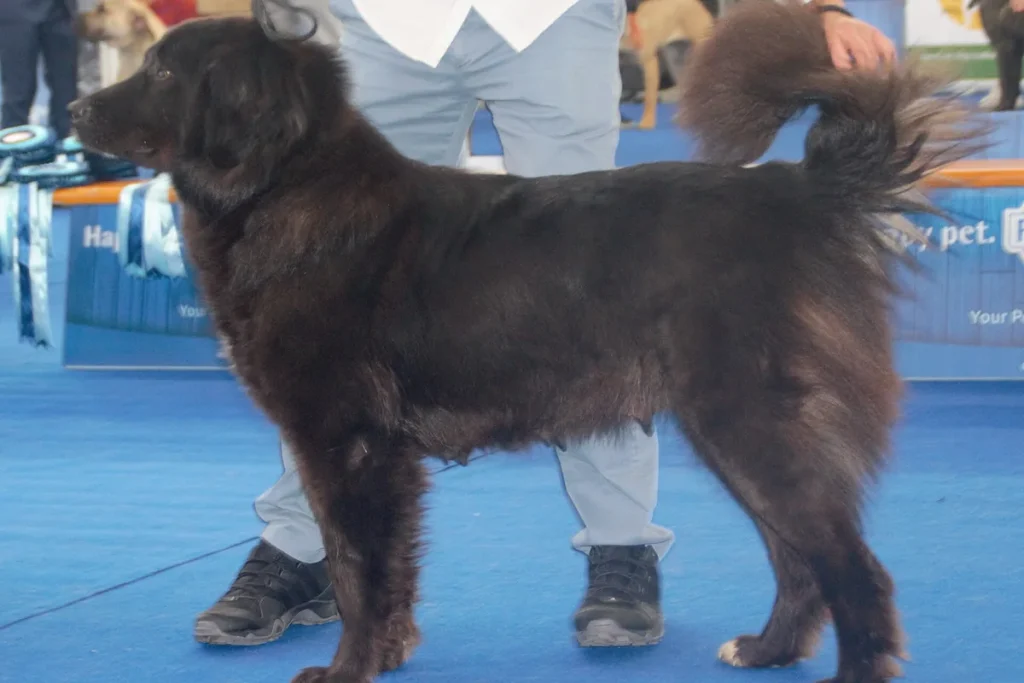 MACEDONIAN SHEPHERD DOG KARAMAN